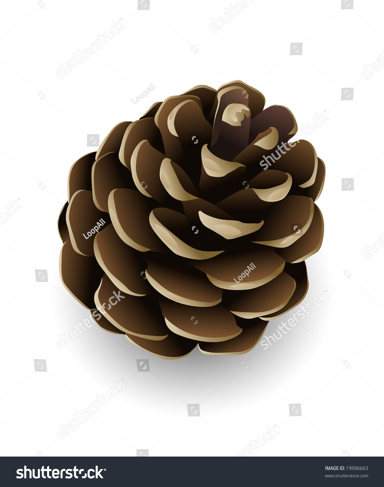 Single Pine Tree Cone Isolated Vector Stock Vector Royalty Free 19996663 Shutterstock 