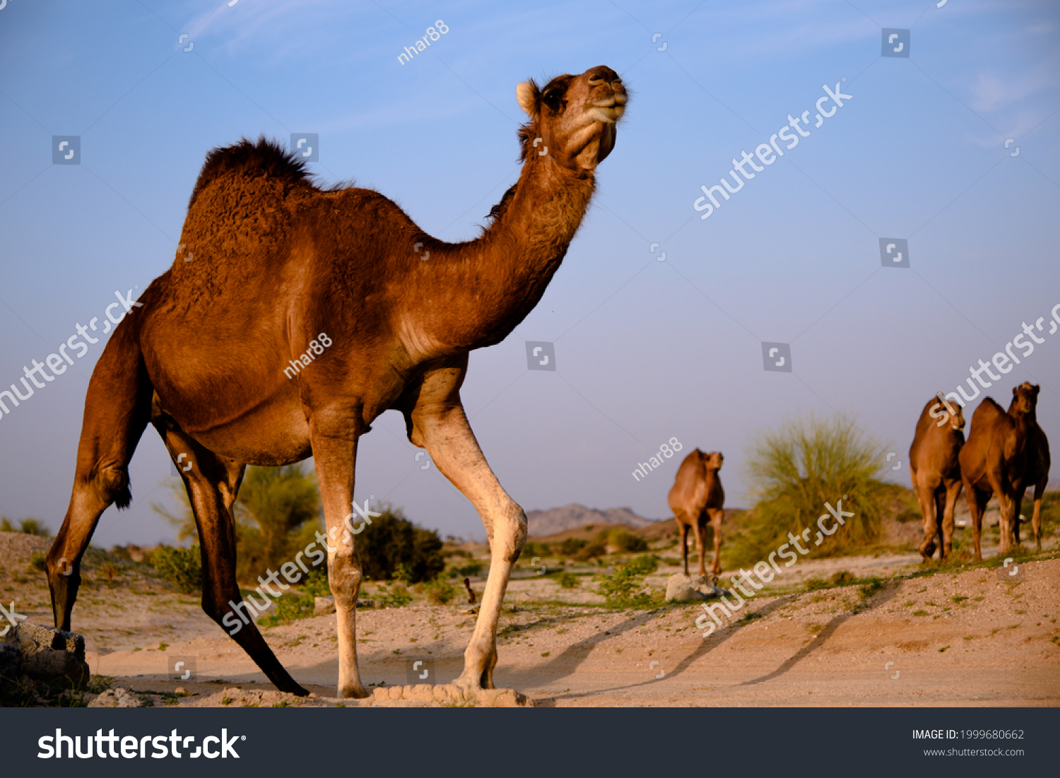 Arabian Camel Lives Arabian Peninsula Stock Photo 1999680662 | Shutterstock