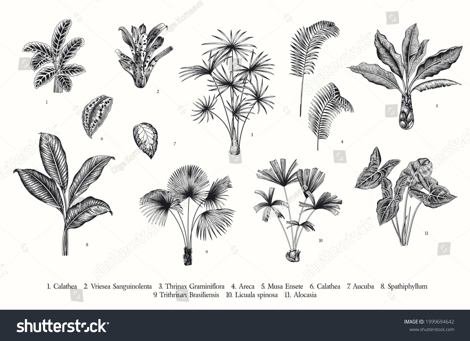 Exotic Palms Vector Vintage Botanical Illustration Stock Vector ...