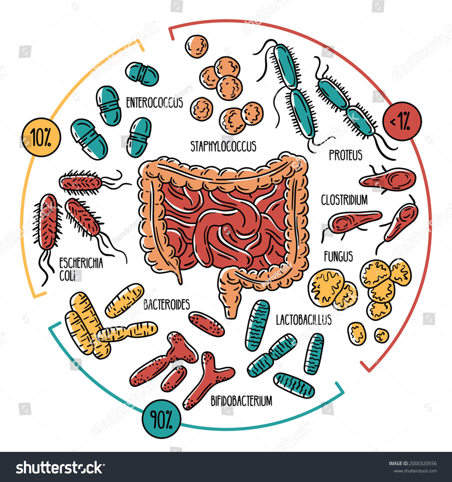 Vector Infographics Human Intestinal Flora Normal Stock Vector (Royalty ...