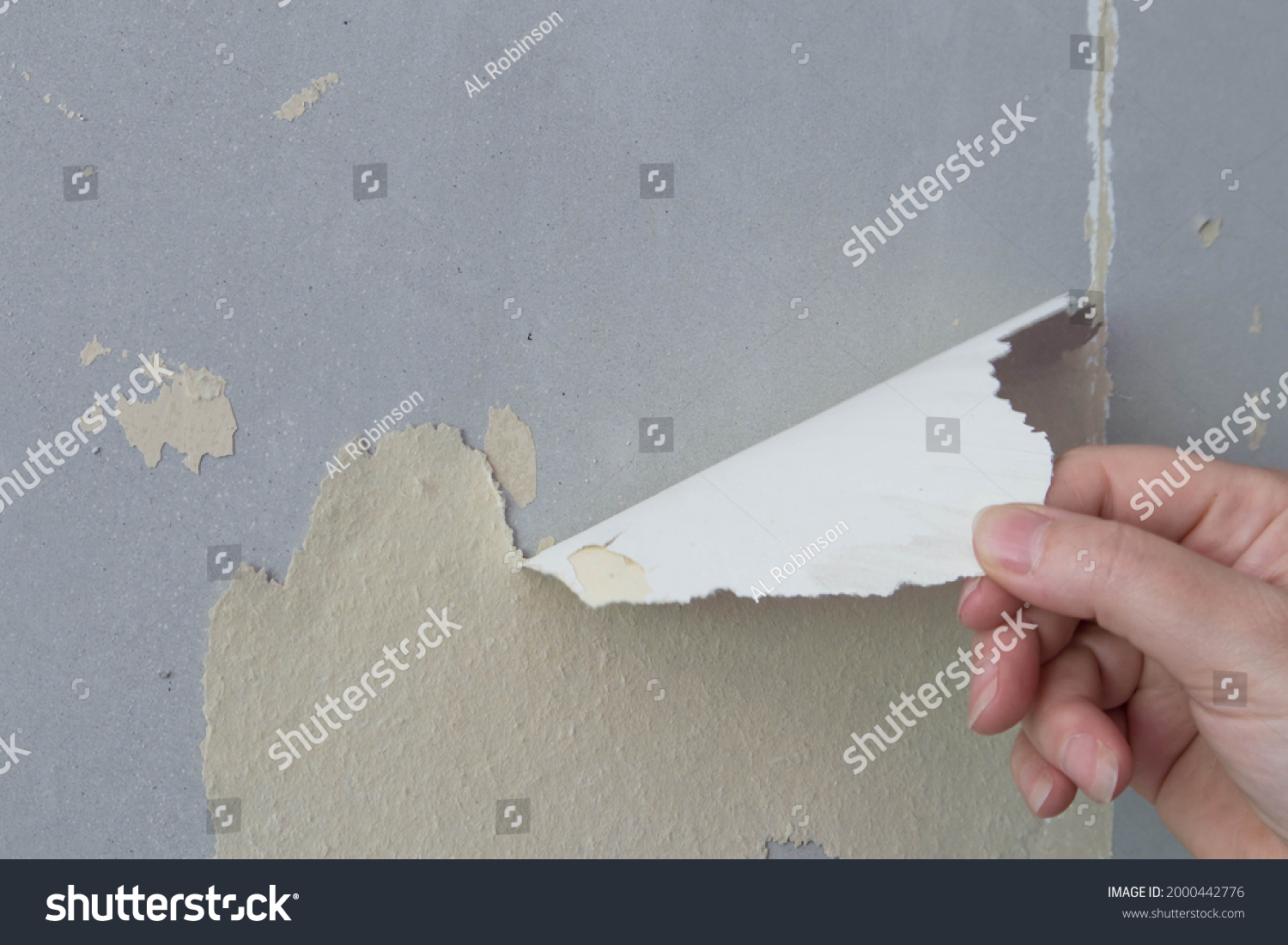 Hand Pulling Peeling Old Wallpaper Off Stock Photo 2000442776