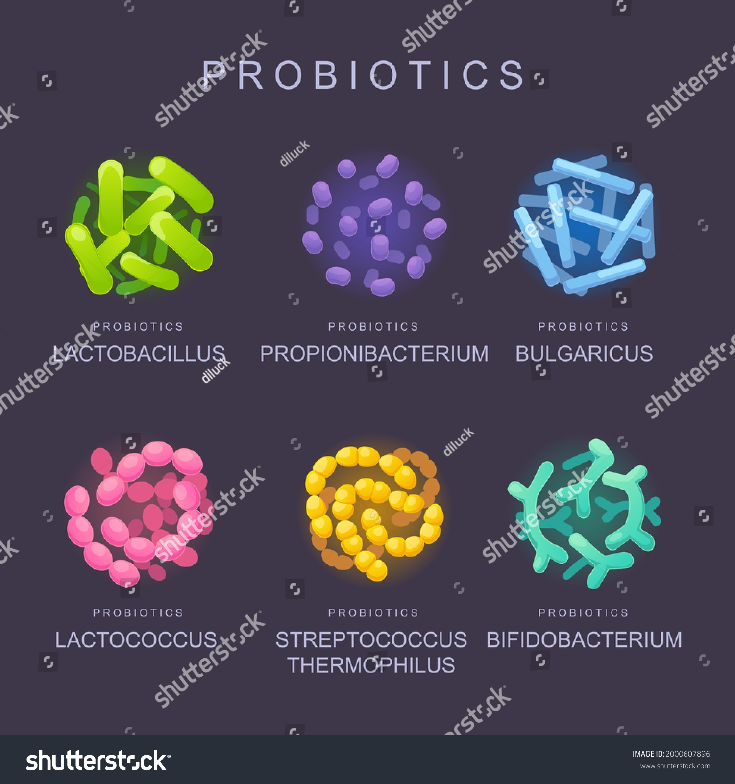 Correct Bacterial Microflora Beneficial Bacteria Intestinal Stock ...