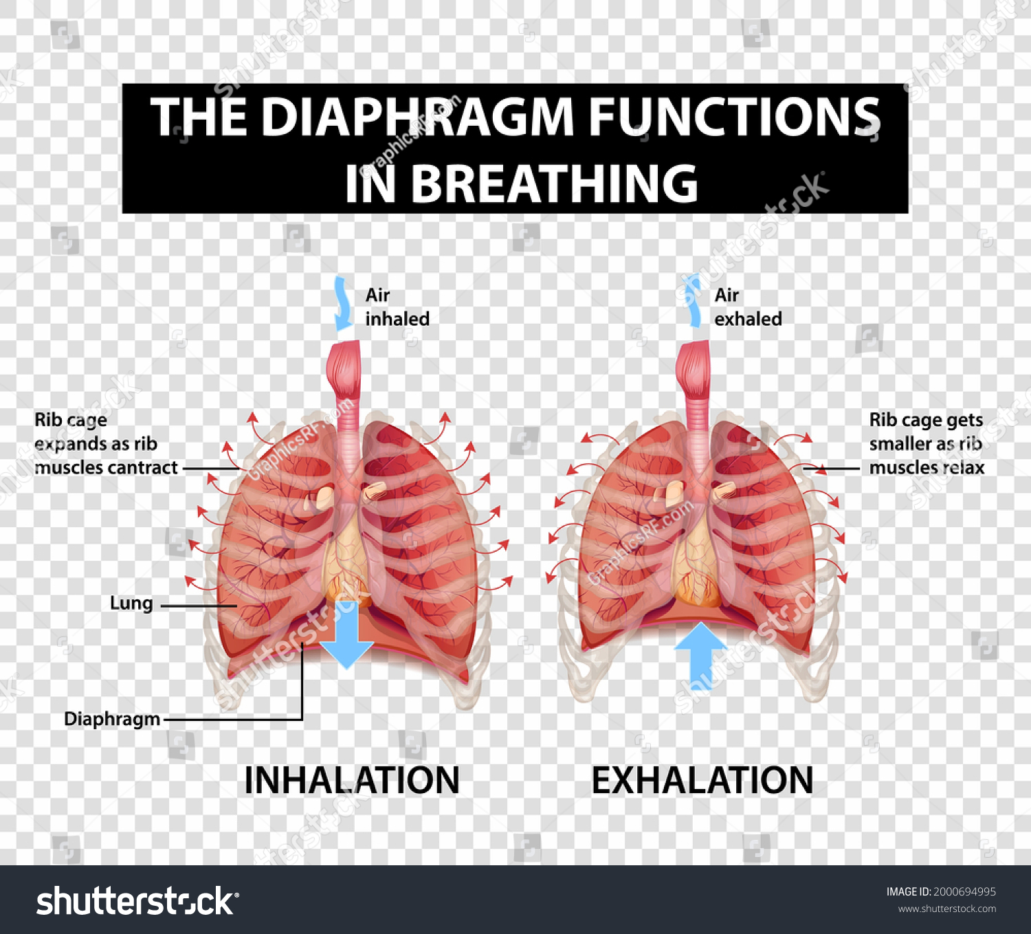 Diagram Showing Diaphragm Functions Breathing On Stock Vector (Royalty ...