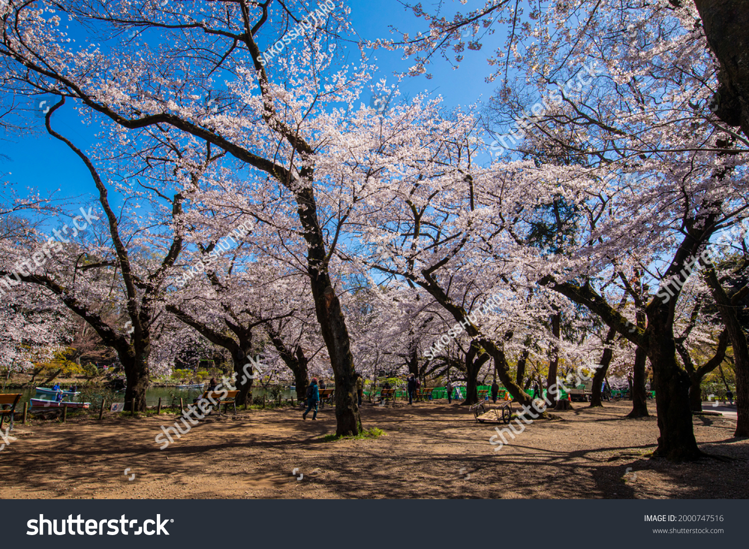 515 Inokashira 이미지, 스톡 사진 및 벡터 | Shutterstock