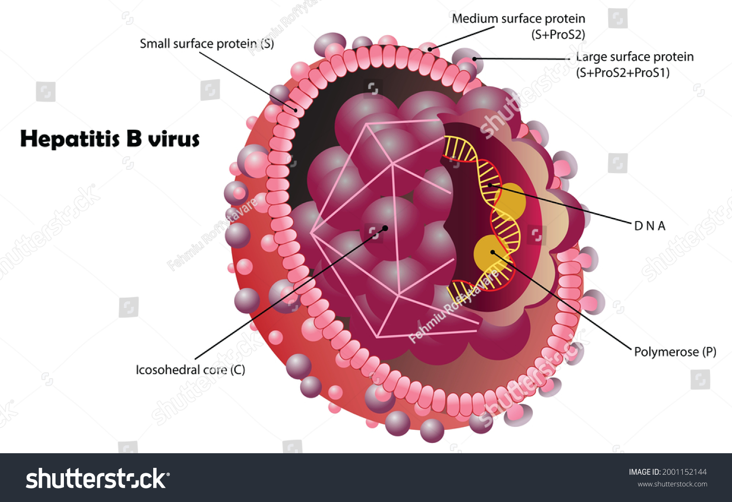 Hepatitis B Virus Arrangement Smallest Parts Stock Vector (Royalty Free ...