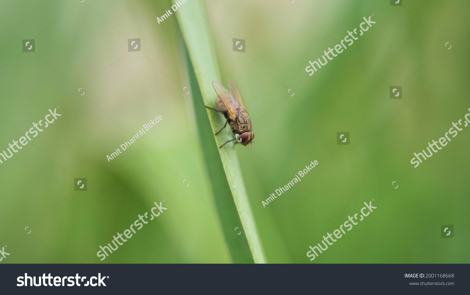 35 Makkhi Images, Stock Photos & Vectors | Shutterstock