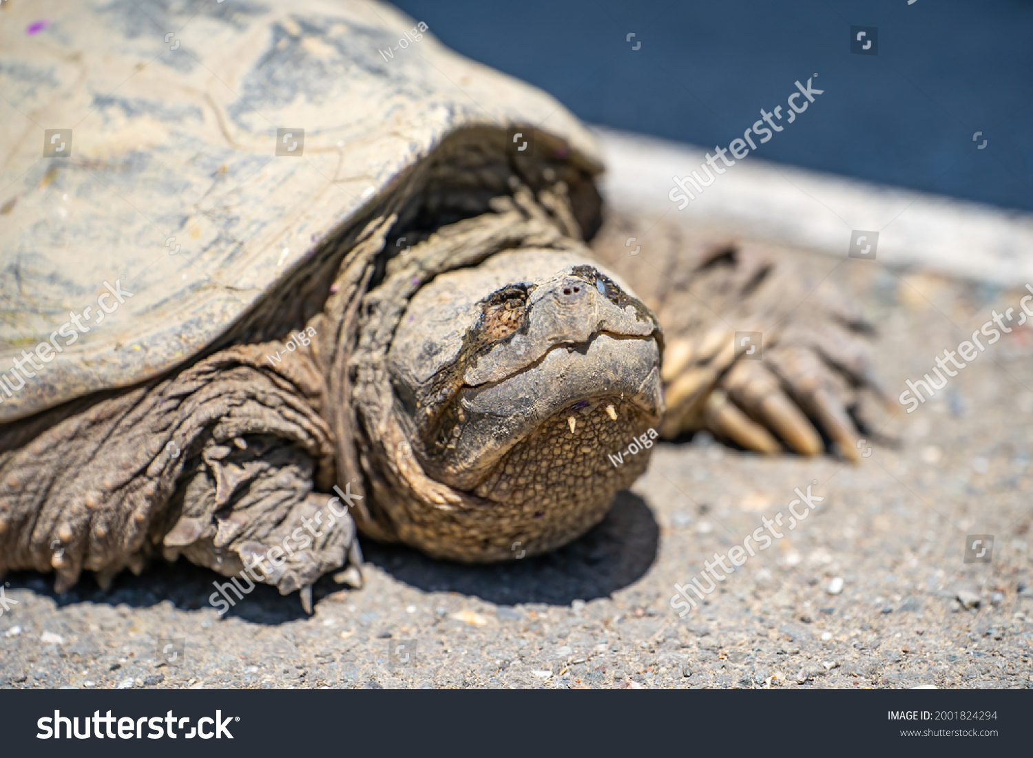 Close Common Snapping Turtle Turtle Blinking Stock Photo 2001824294 ...