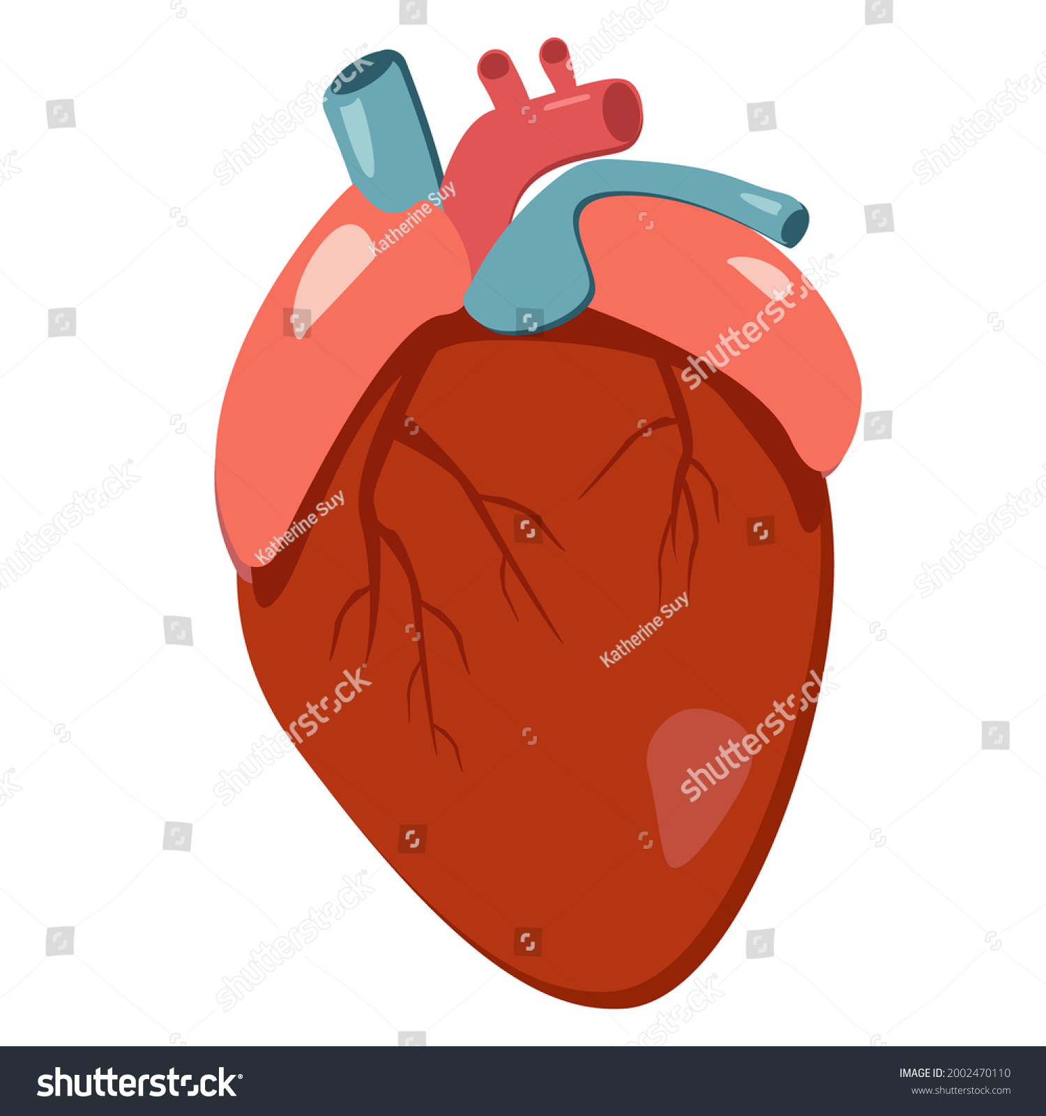 Healthy Human Heart Internal Organs 3d Stock Illustration 2002470110 ...