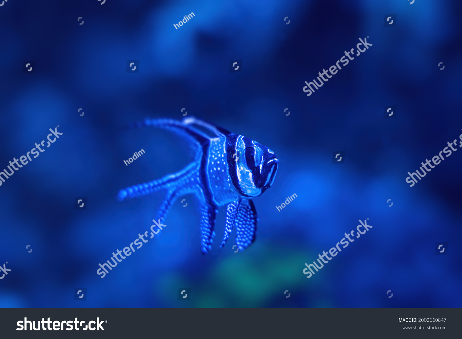 blue cardinal fish