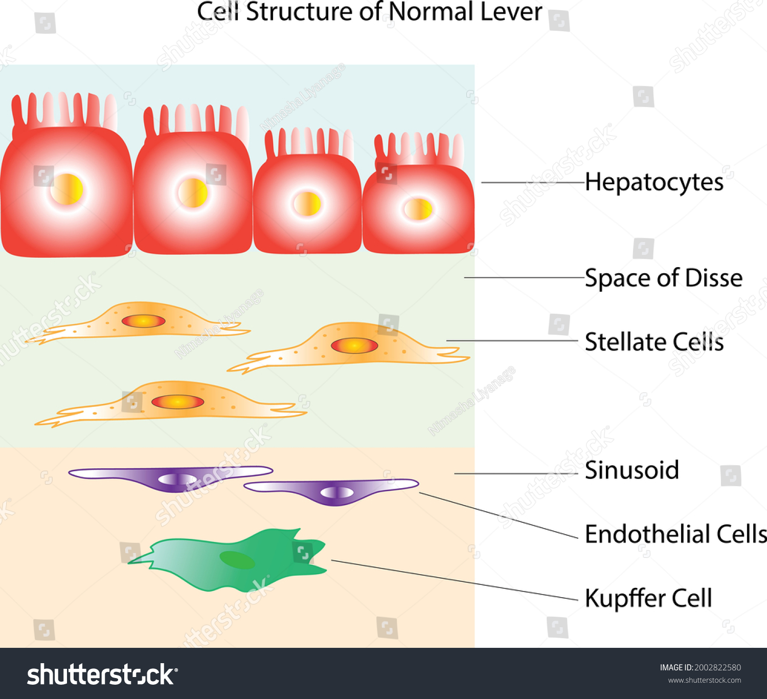 Vector Normal Lever Cell Structure Stock Vector (Royalty Free ...