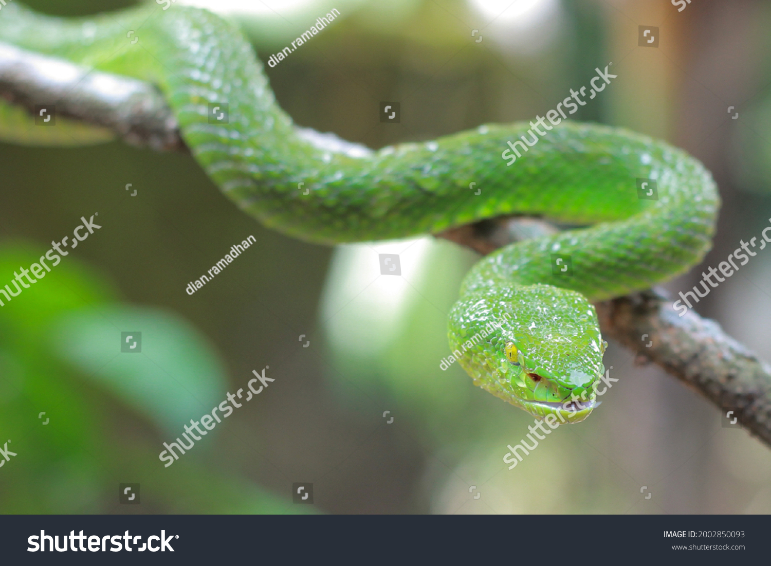 Vipers Group Venomous Snakes Family Viperidae Stock Photo 2002850093 ...