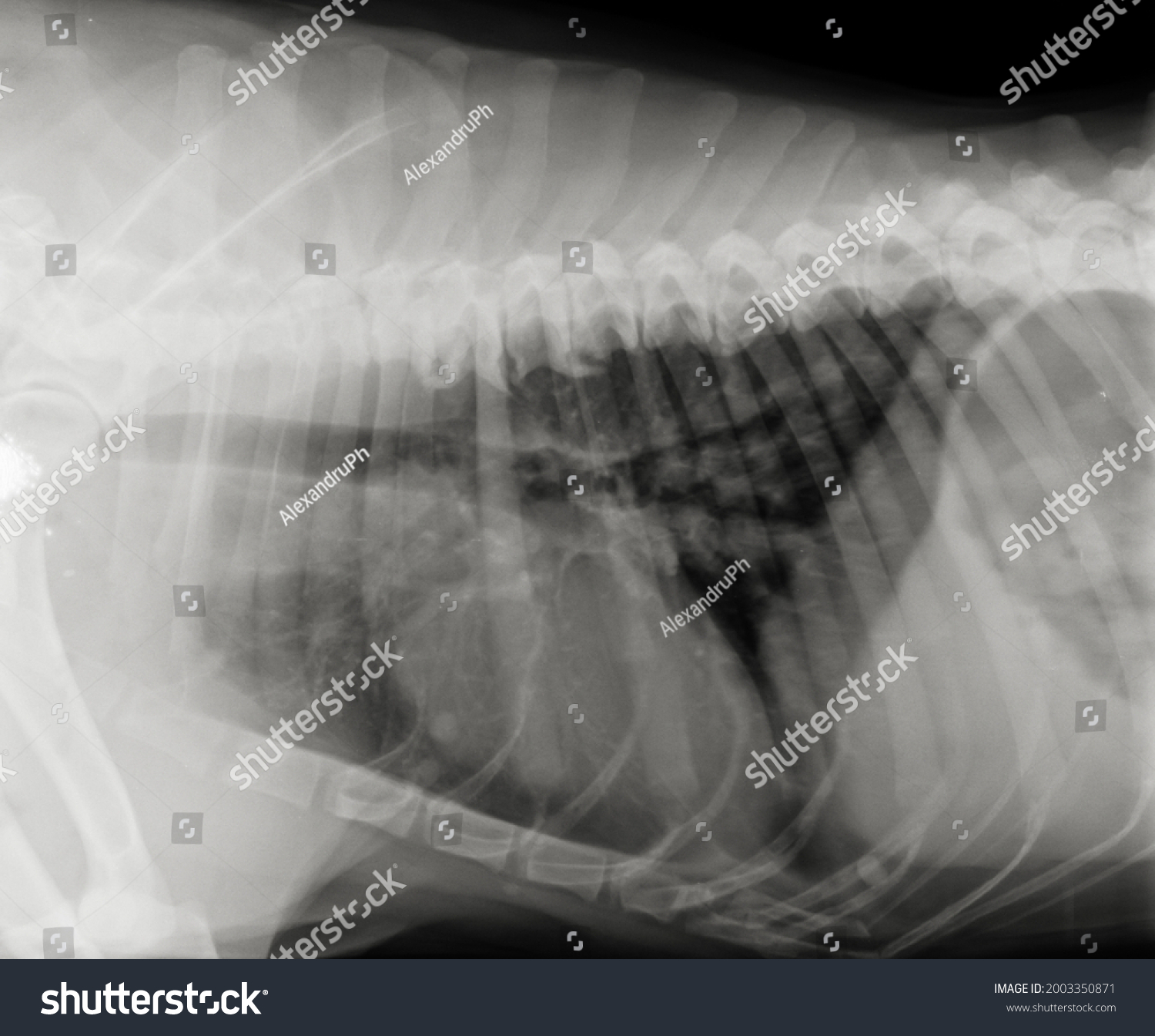 Dog Chest Xray Heart Lungs Thorax Stock Photo 2003350871 | Shutterstock