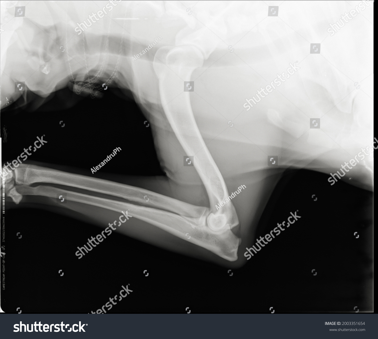 radius ulna dog