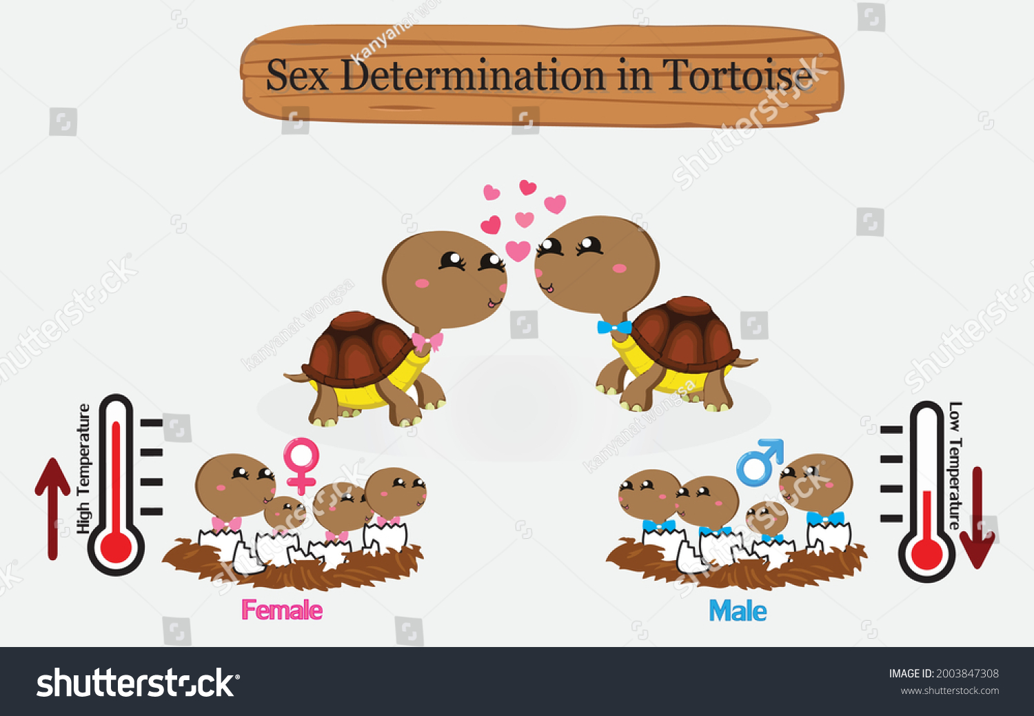 Sex Determination Tortoise Sex Reptiles Determine Stock Vector Royalty Free 2003847308 