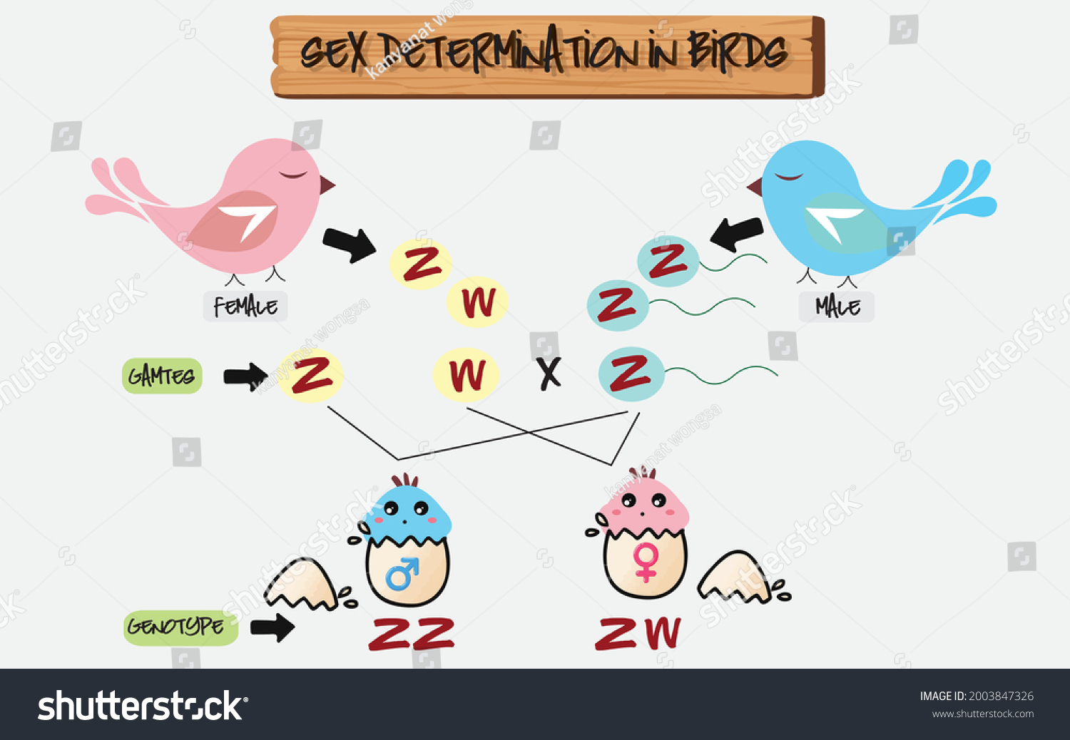 Sex Determination Sexual Differentiation Avian Model Stock Vector Royalty Free 2003847326 5330