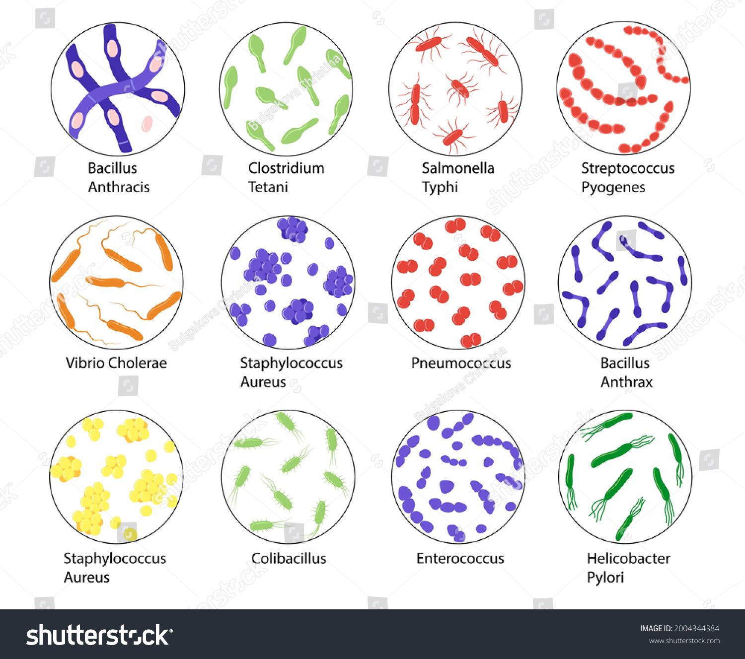 Bad Bacteria Set Names Isolated On Stock Vector (Royalty Free ...