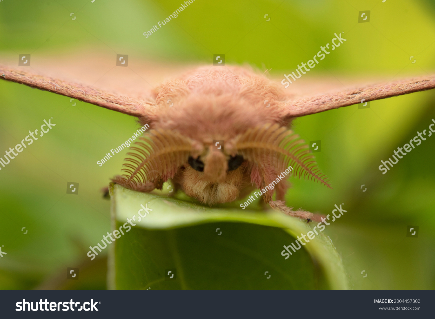 venezuelan poodle moth