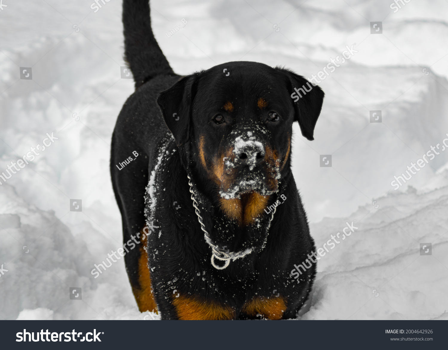 are rottweilers tolerant to snow