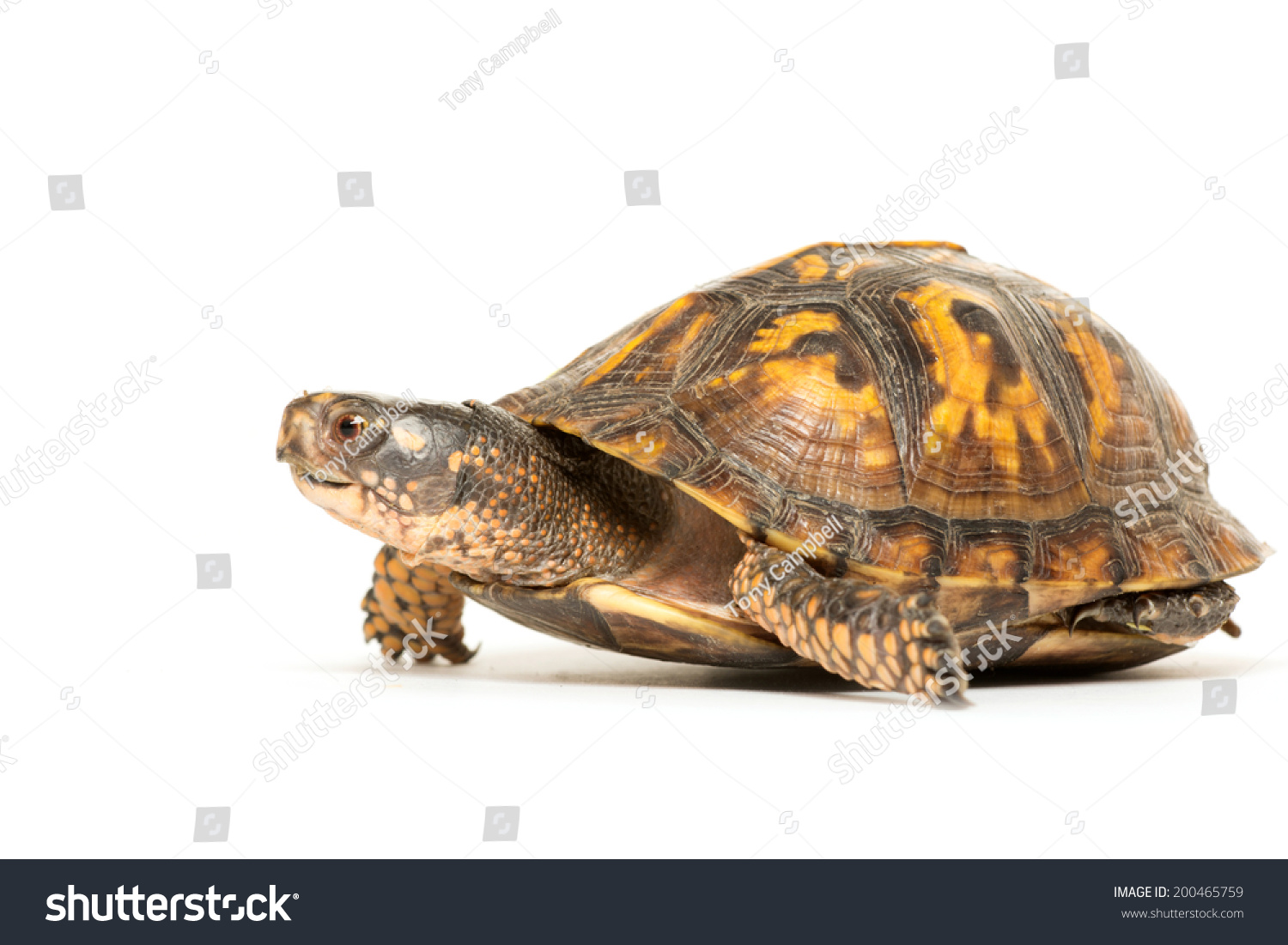 Eastern Box Turtle On White Background Stock Photo 200465759 | Shutterstock