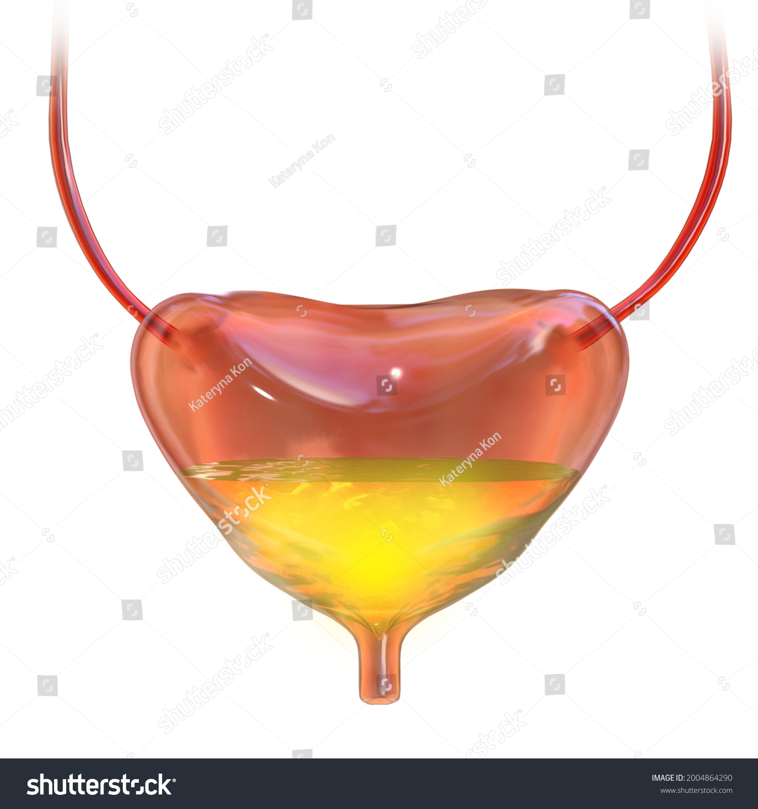 12261 Afbeeldingen Voor Bladder 3d Afbeeldingen Stockfoto‘s En Vectoren Shutterstock 5364