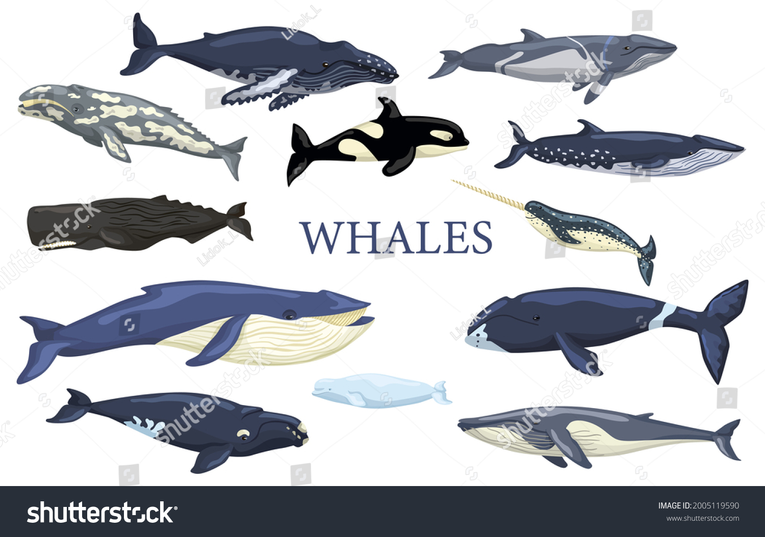 Set Whales Isolated On White Background Stock Vector (Royalty Free ...