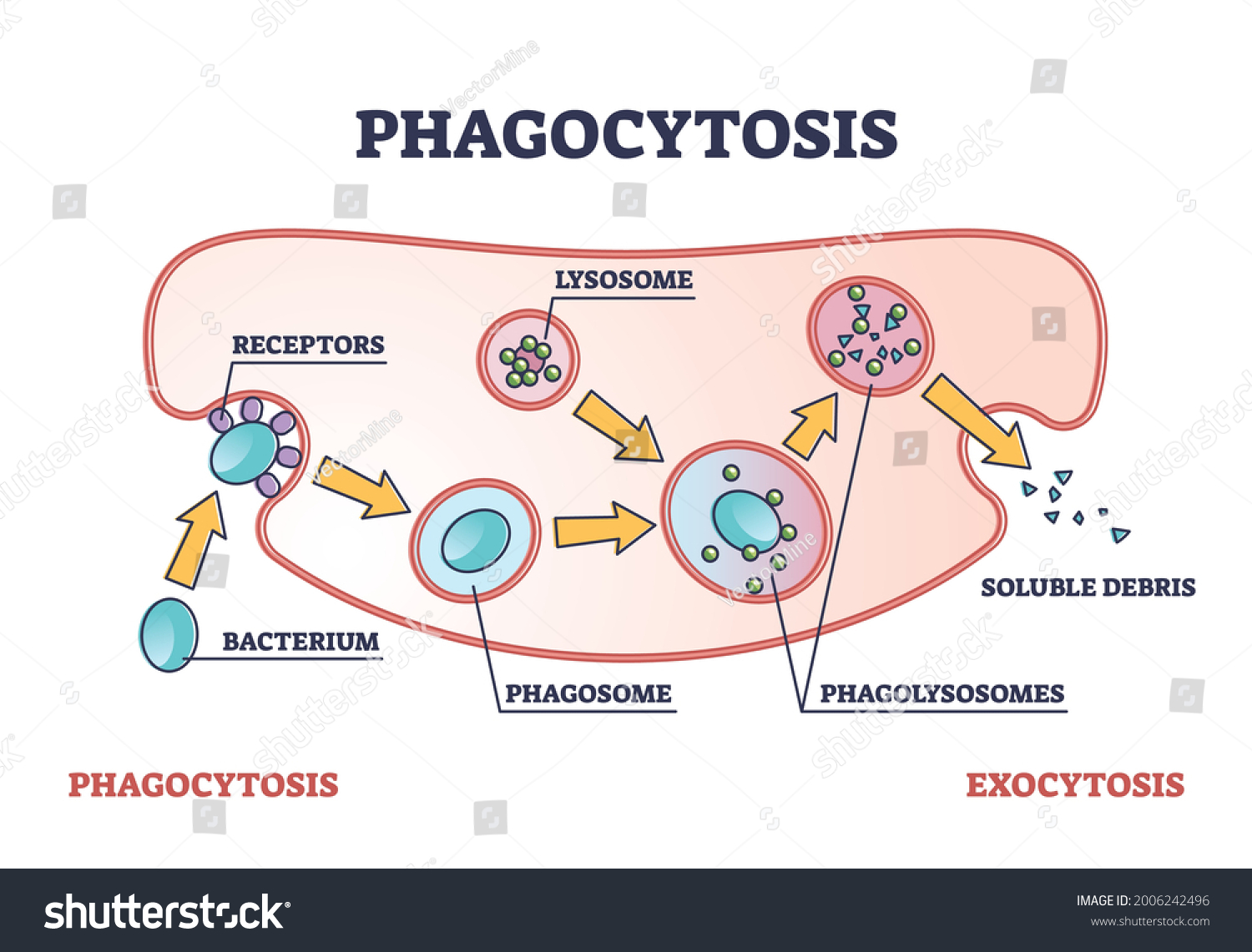 La Phagocytose Est Un Diagramme De : Image Vectorielle De Stock (libre ...