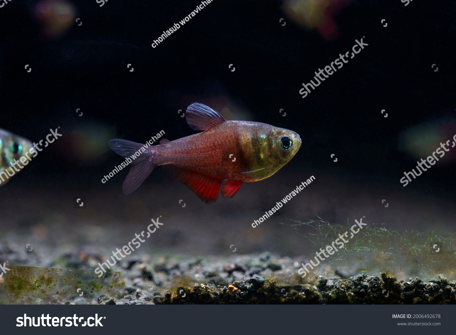 Beautiful Flame Tetra Hyphessobrycon Flammeus Famous库存照片2006492678