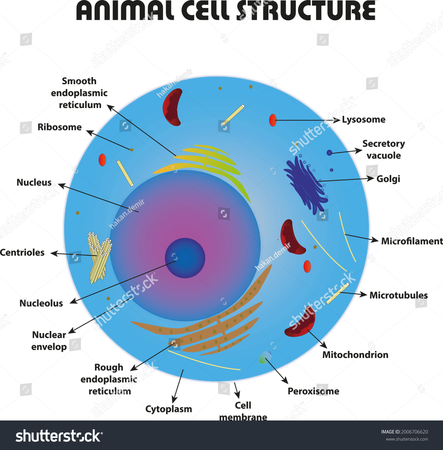 Animal Cell Organelles White Background Stock Illustration 2006706620 ...