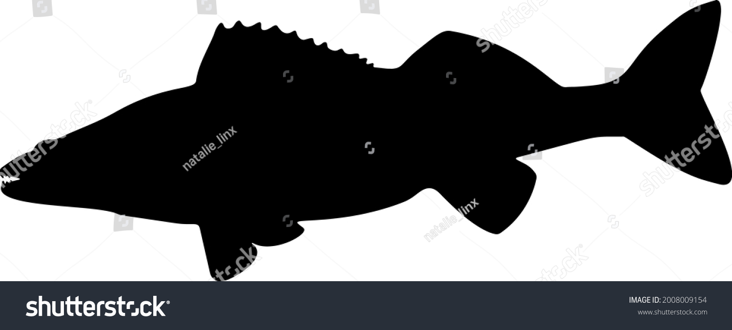 Zander Fish Sharp Teeth Vector Image Stock Vector (Royalty Free ...