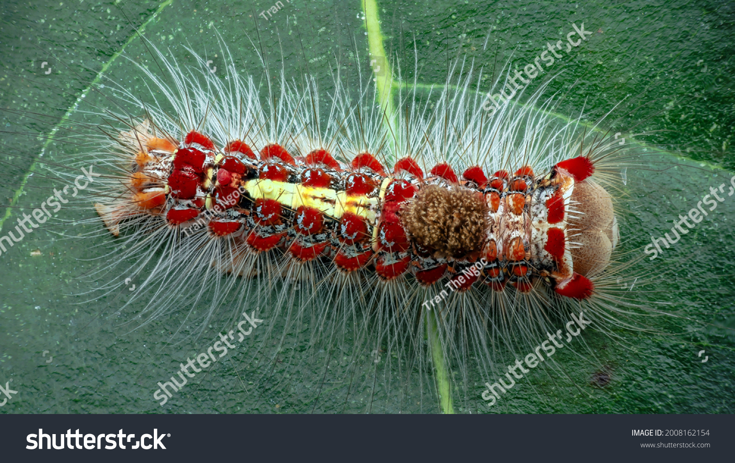 Caterpillar Larva Butterfly Moth Stock Photo 2008162154 | Shutterstock