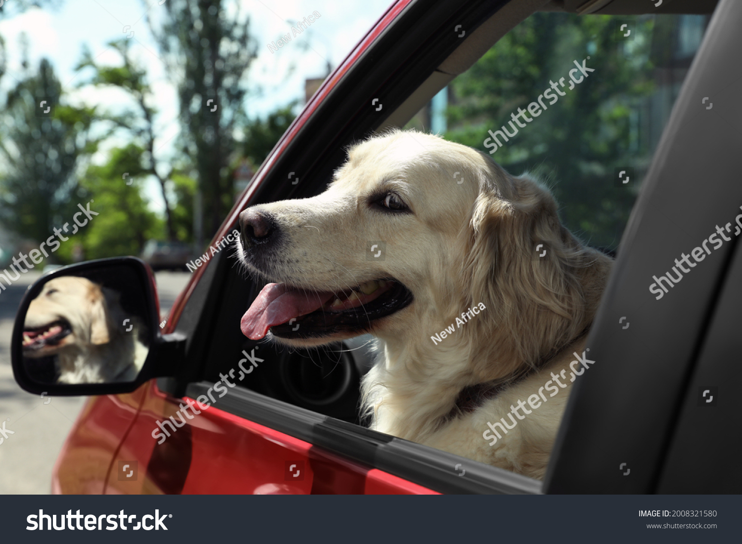 how much is it for a dog license