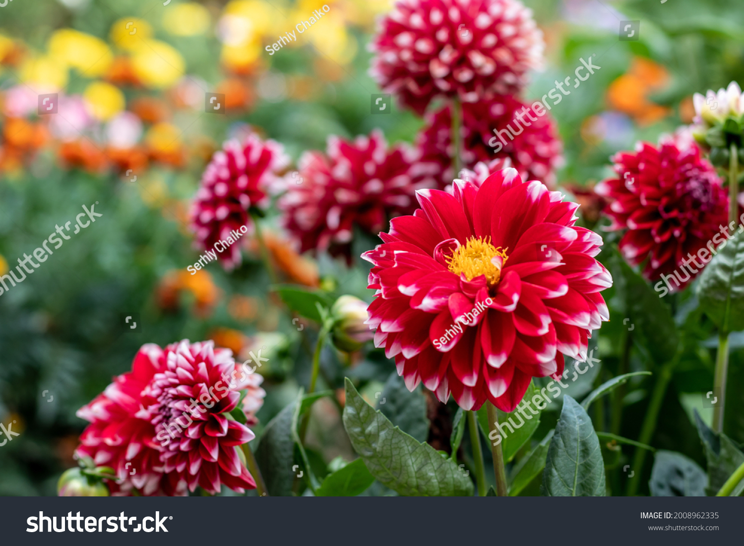 13,678 Peony Flowering Dahlia Images, Stock Photos & Vectors | Shutterstock