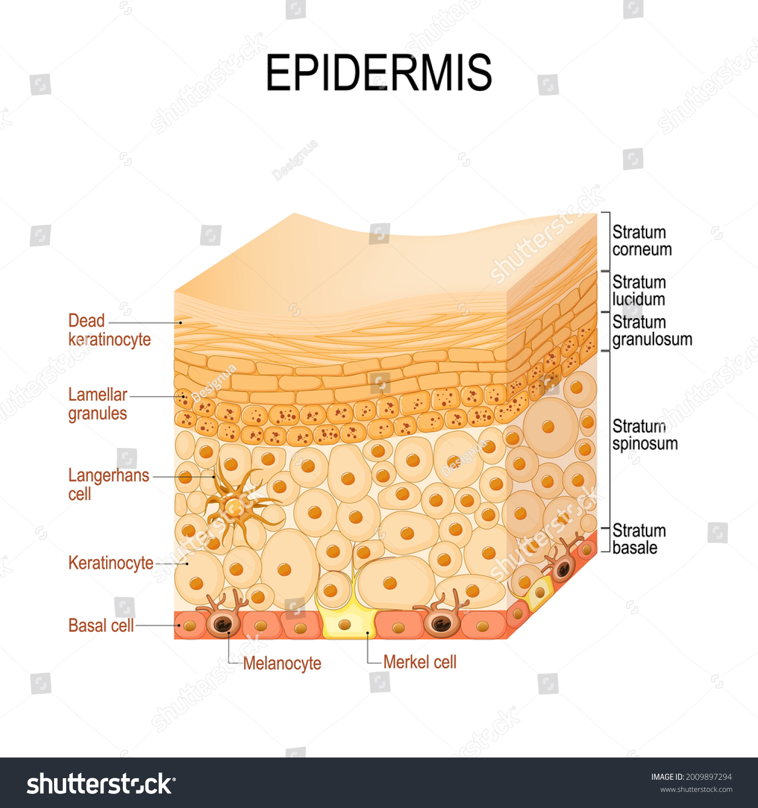 Epidermis Anatomy Layers Cell Structure Human Stock Vector (Royalty ...