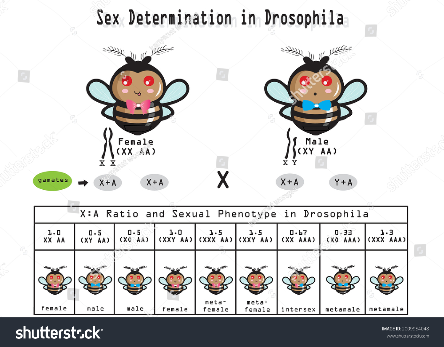 Vektor Stok Sex Determination Drosophila Sex Drosophila Determined Tanpa Royalti 2009954048 0611