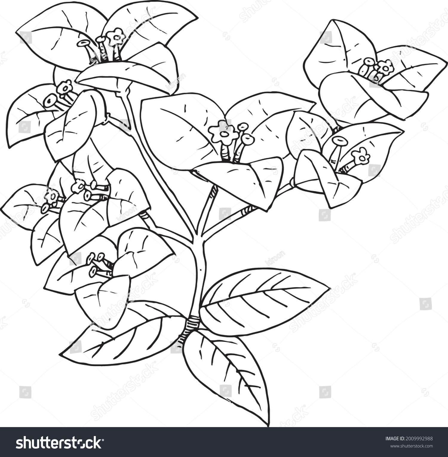 Ilustration Vector Graphic Line Art Bougainvillea Stock Vector (Royalty ...