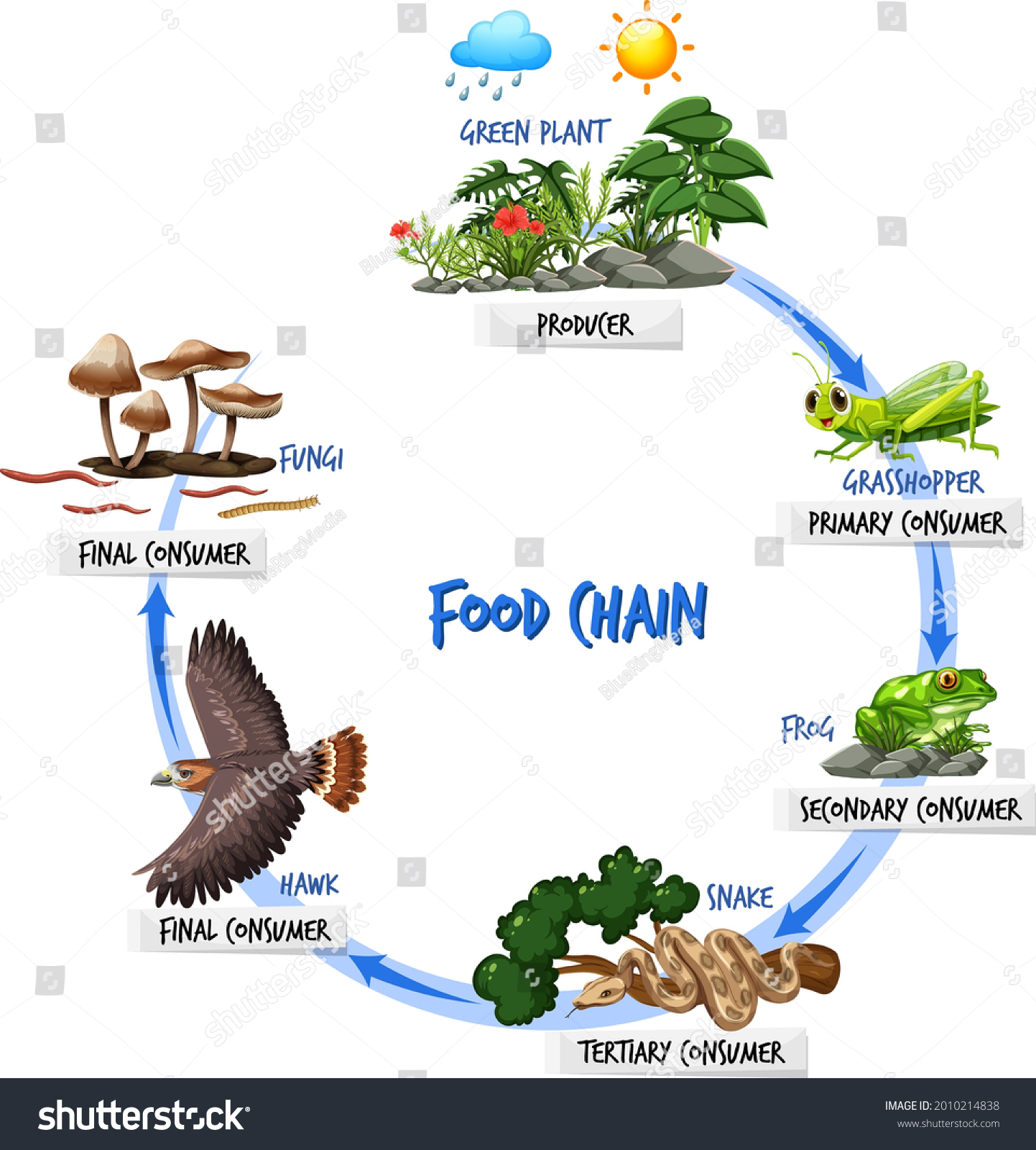 Food Chain Diagram Concept Illustration Stock Vector (Royalty Free ...