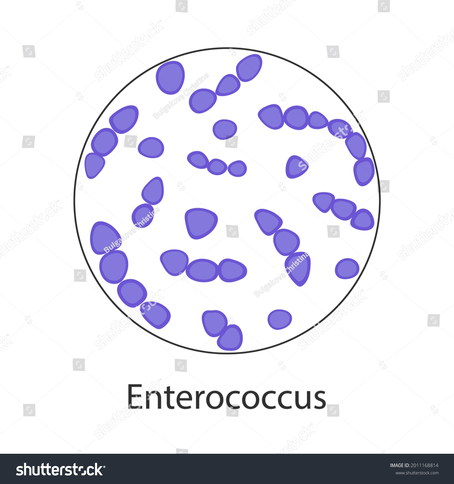 Enterococcus faecalis сперме у мужчин что это фото 97