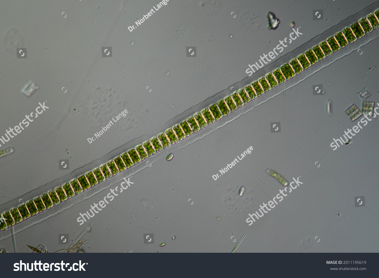 Green Algae Under Microscope 100x Stock Photo 2011195619 | Shutterstock