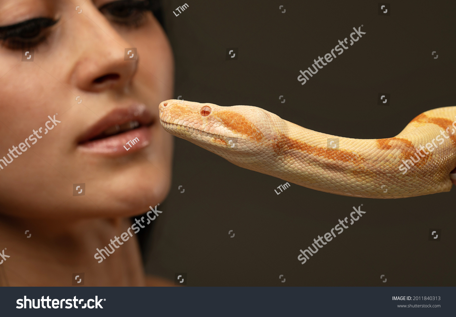 Sexy Young Woman Bikini Holding Python Stock Photo 2011840313 ...
