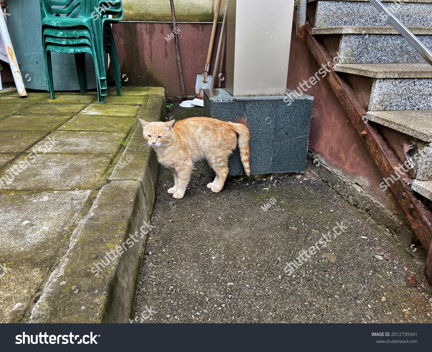 Photo De Stock Chat Gingembre Debraye Avec Une Queue Cassee Shutterstock