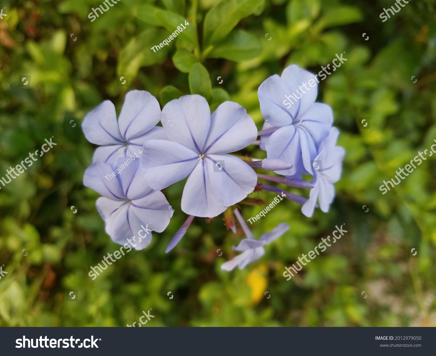 Blue Plumbago Pale Blue Flower Light Stock Photo 2012979050 