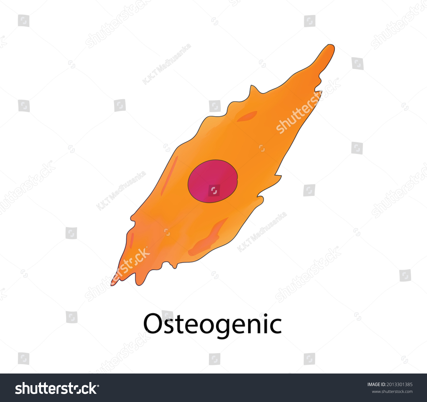 Biological Illustration Osteogenic Cell Types Bone Stock Vector ...