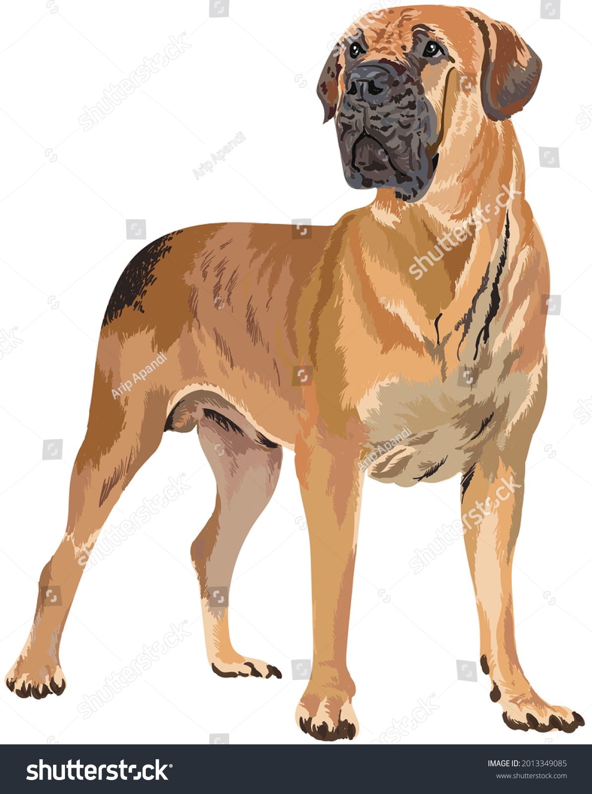 Drawing Bullmastiff Artillustration Large Dog Vector Stock Vector ...