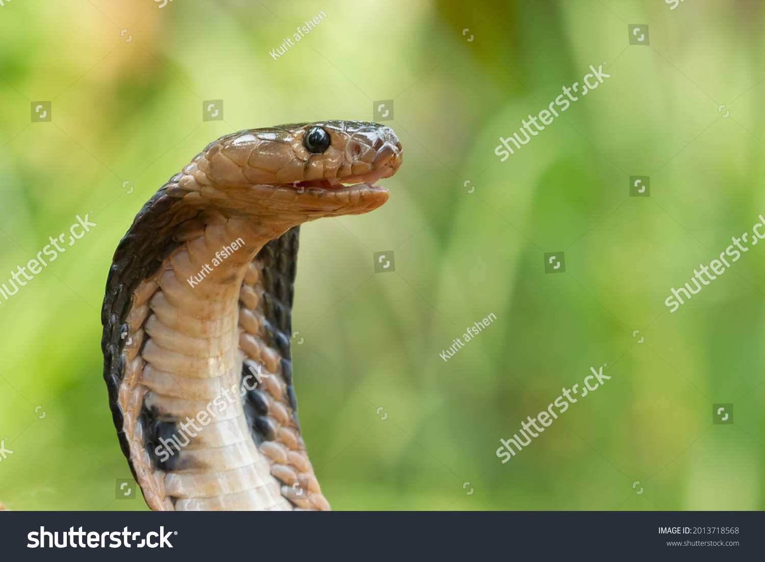 Cobra Snake Side View