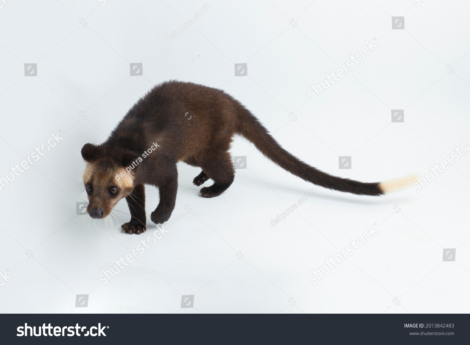 Sumatran Masked Palm Civet Paguma Larvata Stock Photo 2013842483 ...