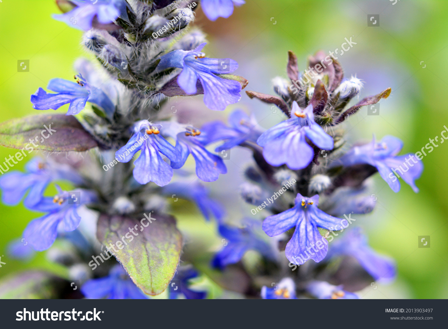 Ajuga Reptans Grows Blooms Herbs Wild Stock Photo 2013903497 | Shutterstock