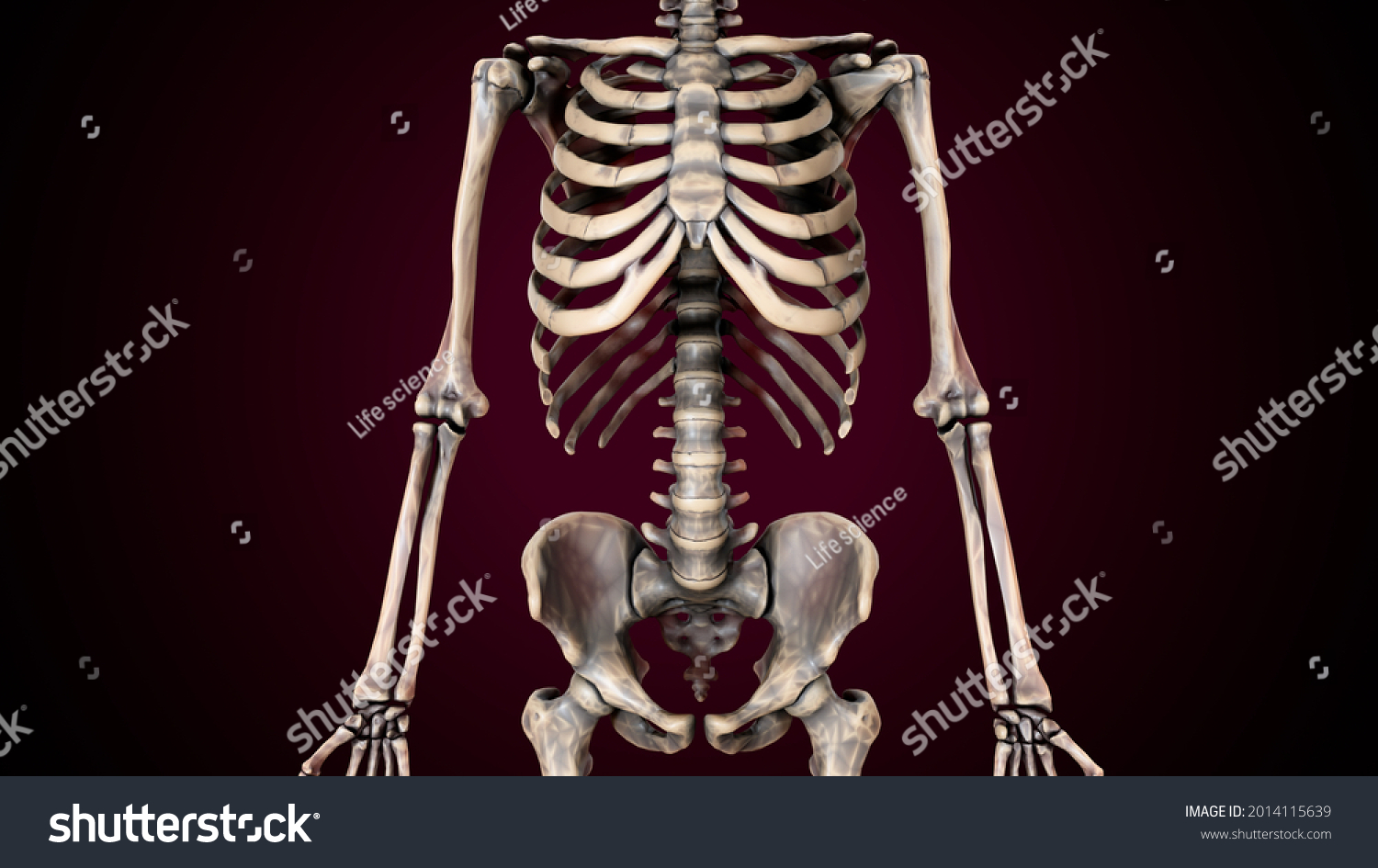 3d Illustration Human Axial Skeleton Anatomy Stock Illustration ...