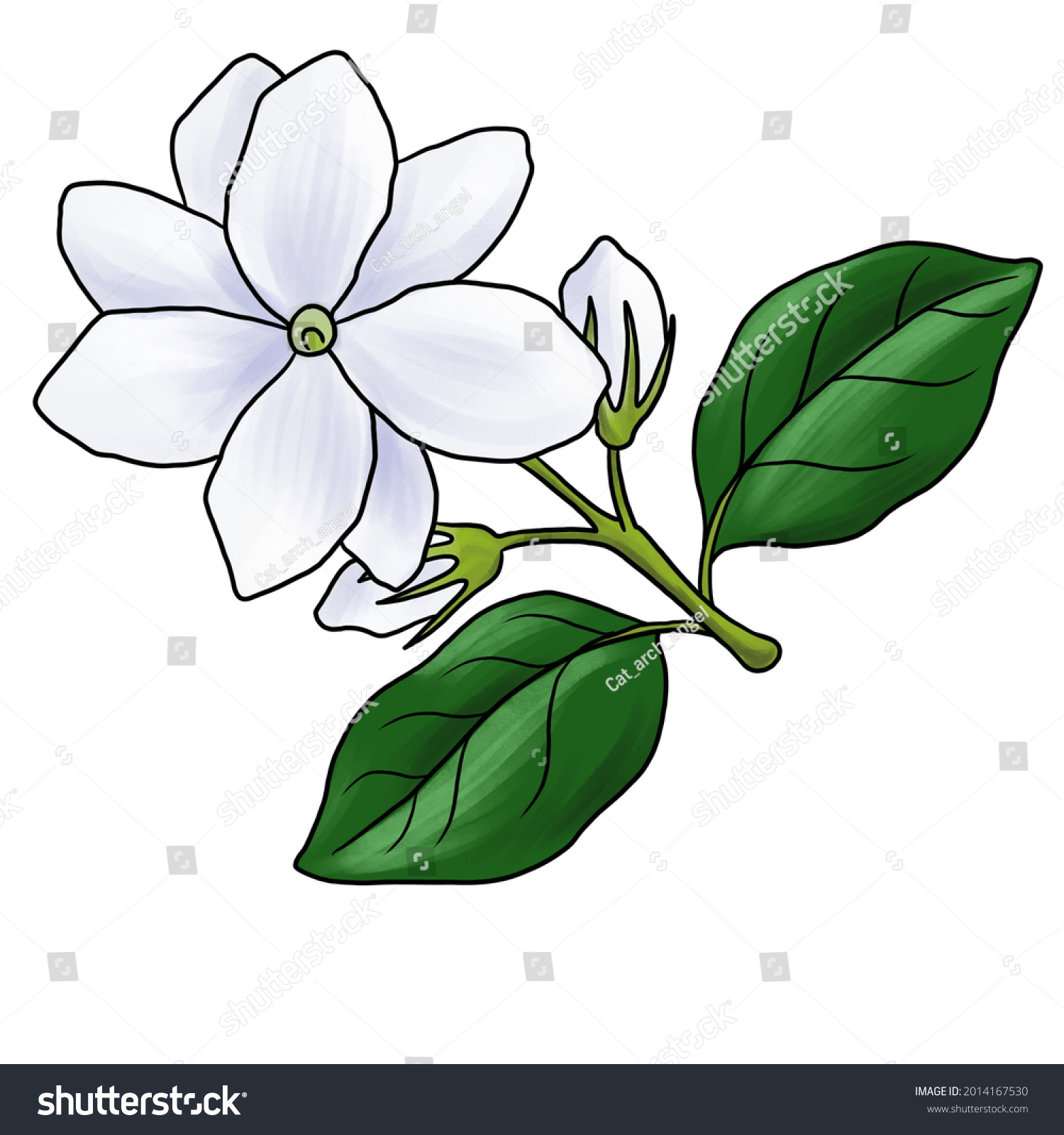 Drawing Flower Arabian Jasmine Jasminum Sambac Stock Illustration ...