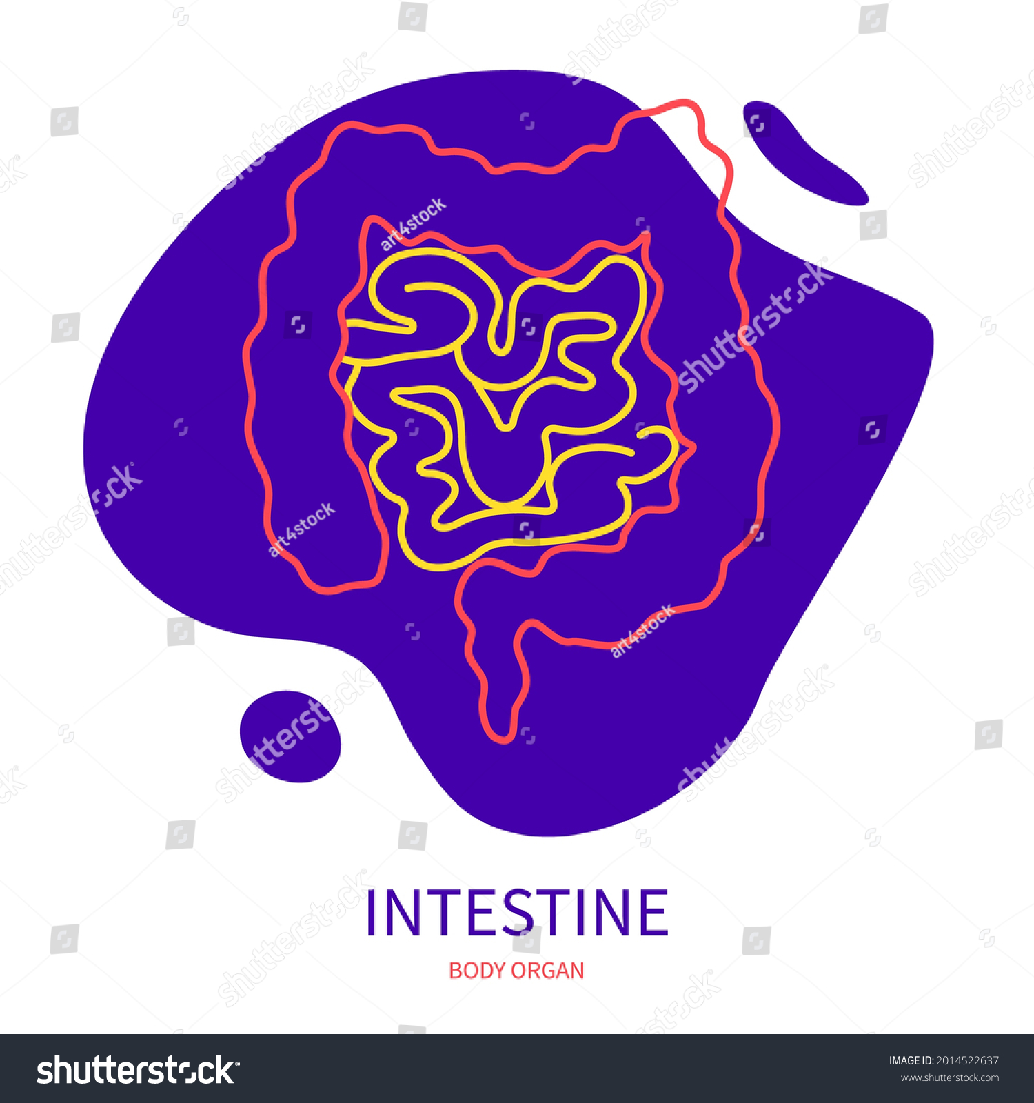 Large Small Intestine Human Digestive System Stock Vector Royalty Free 2014522637 Shutterstock