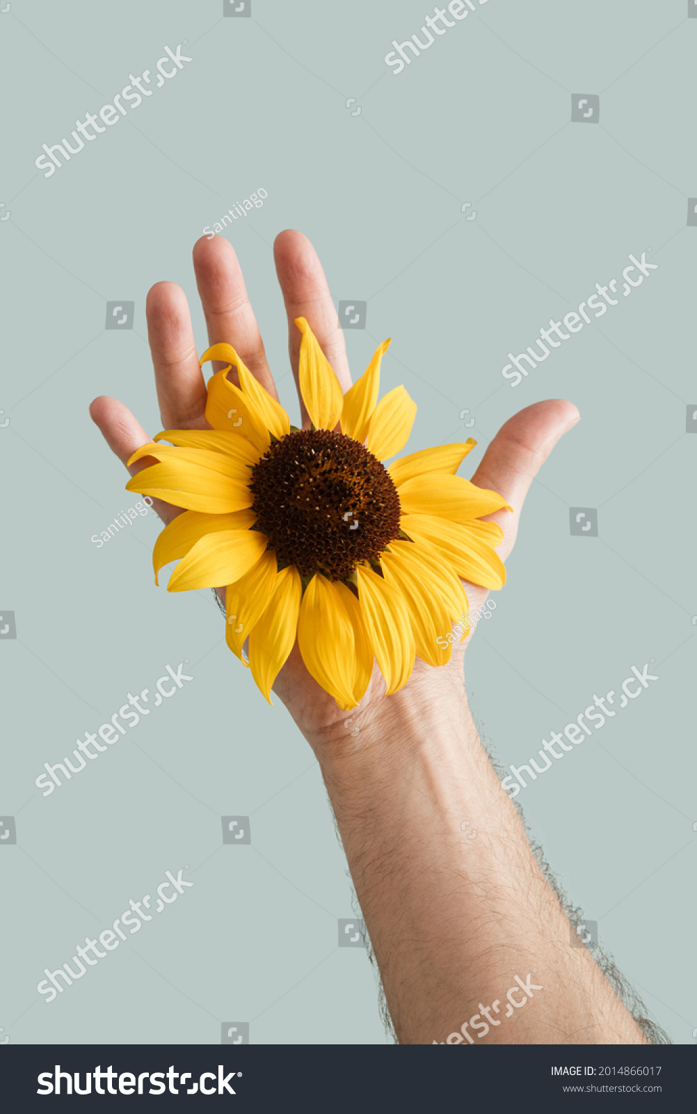 hand holding flower in palm